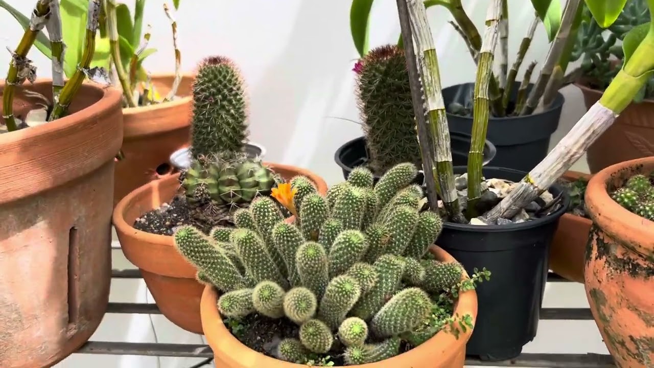 Tips para que tus cactus y orqu&iacute;deas florezcan