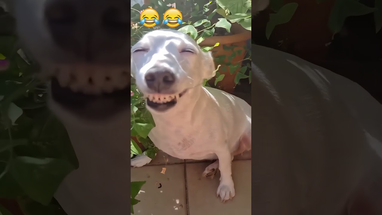 Die besten Fails der Woche funny 😭😂 2026 February #funny