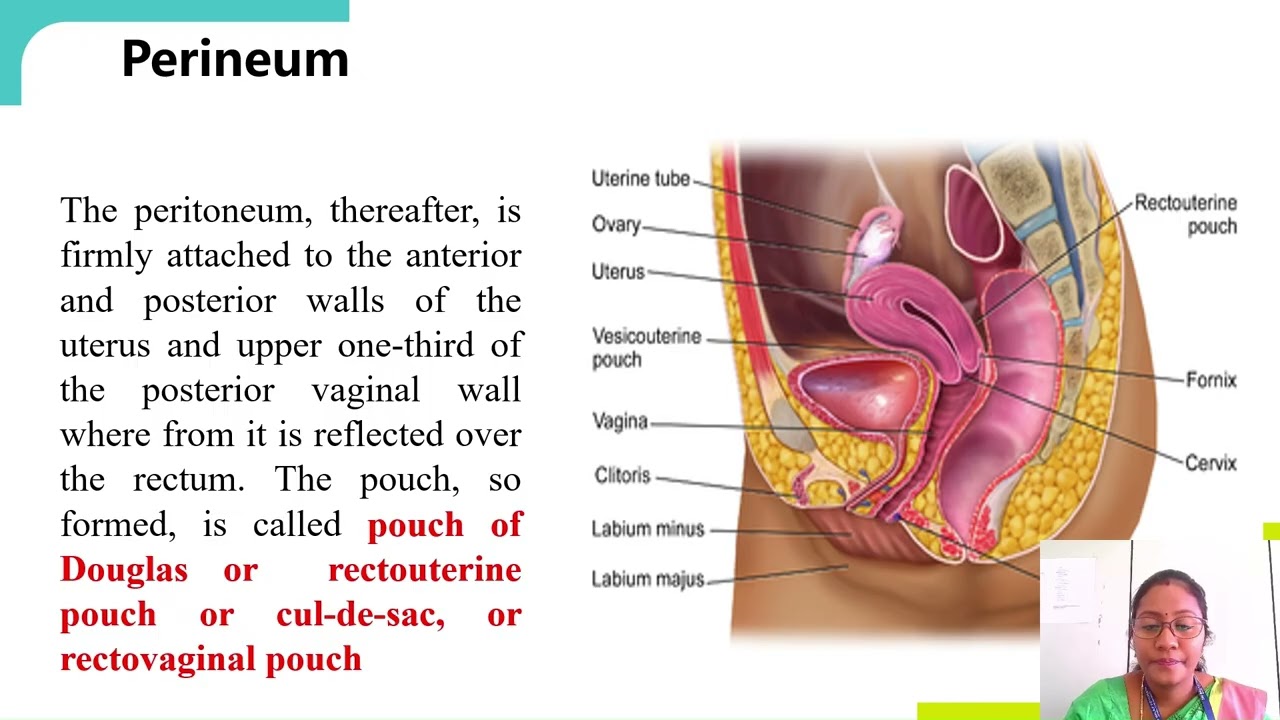 Part 2 : The Anatomy of the female pelvis, abdomen, breast and reproductive tract for Physiotherapy