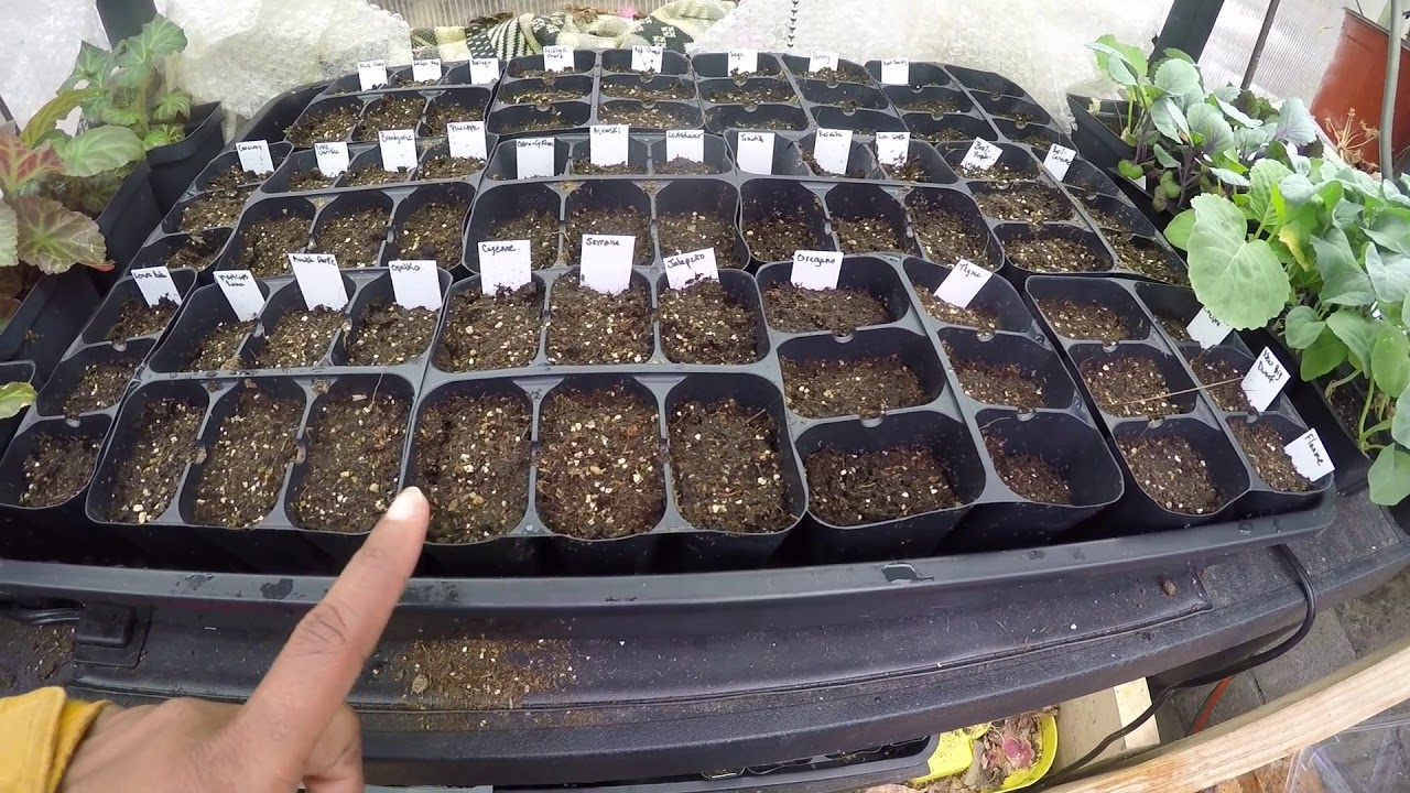 Greenhouse Update in April