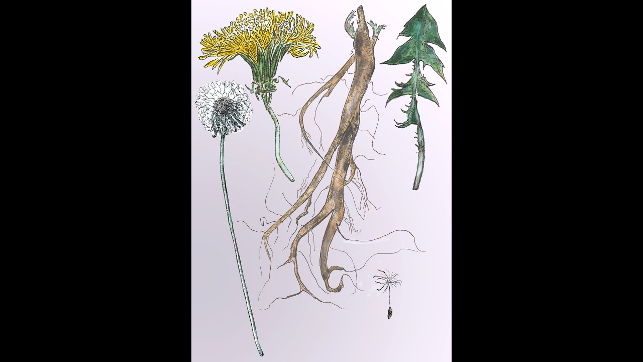 Ecological Issues