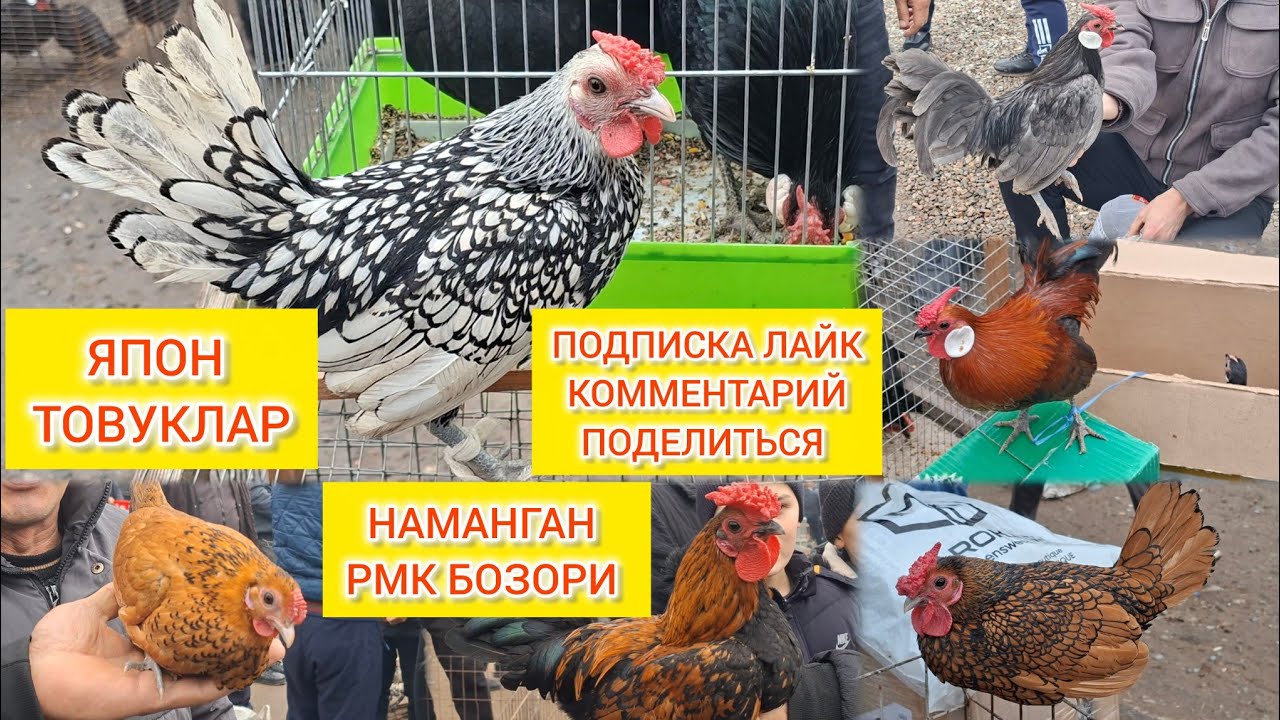Япон товуклар зотдорлари / Наманган РМК якшанба парранда бозорига хуш келибсизлар 