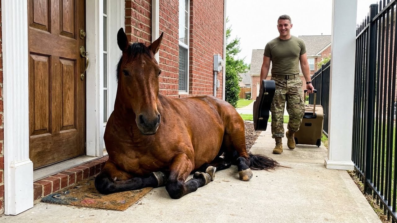 🐈 🥰🥰 Soldier Dad's Return After Years, Horse Jump for Joy! #horse