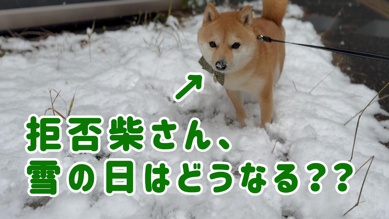 拒否柴えだまめくんの雪の日散歩