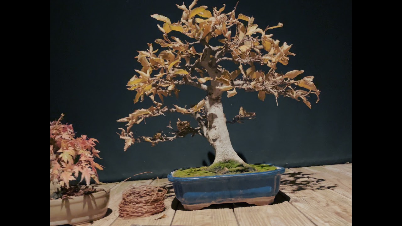Fagus sylvatica Bonsai