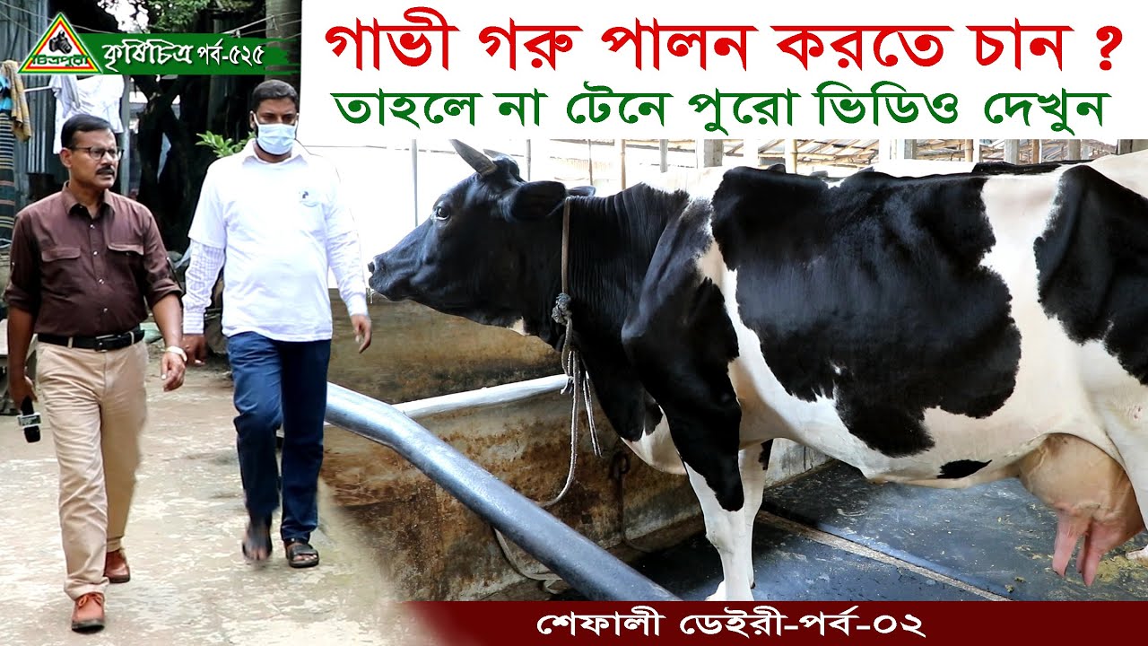 525-গাভী গরু পালন করতে চান ? তাহলে না টেনে ভিডিওটি সম্পুর্ন দেখুন ।গরুর খামার Cow Farm in Bangladesh