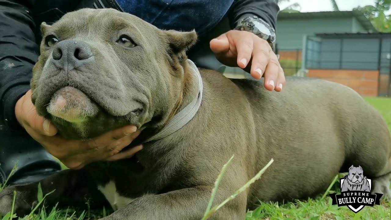 Conociendo a Griega! Hija de Vikingo y Beretta! 777 Supreme Bully Camp