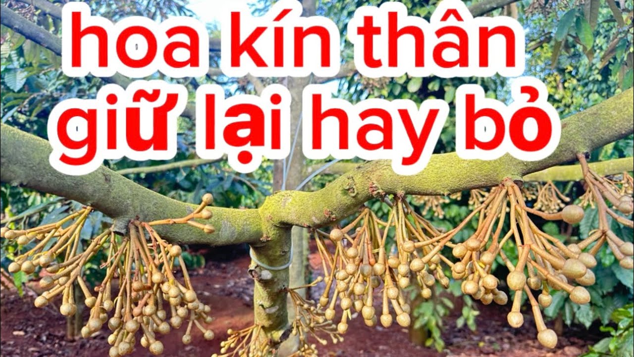 Sầu riêng ra hoa kín thân ở Tây Nguyên – Có nên giữ hết hay tỉa bỏ? Cách xử lý chuẩn