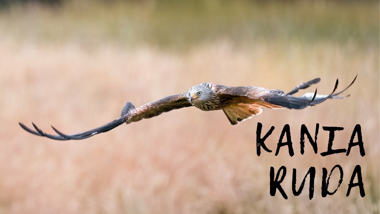 WOW! To było bliskie spotkanie//Fotografuje kanie rudą // Fotografia przyrody//Sony a9ii// Sony a7iv