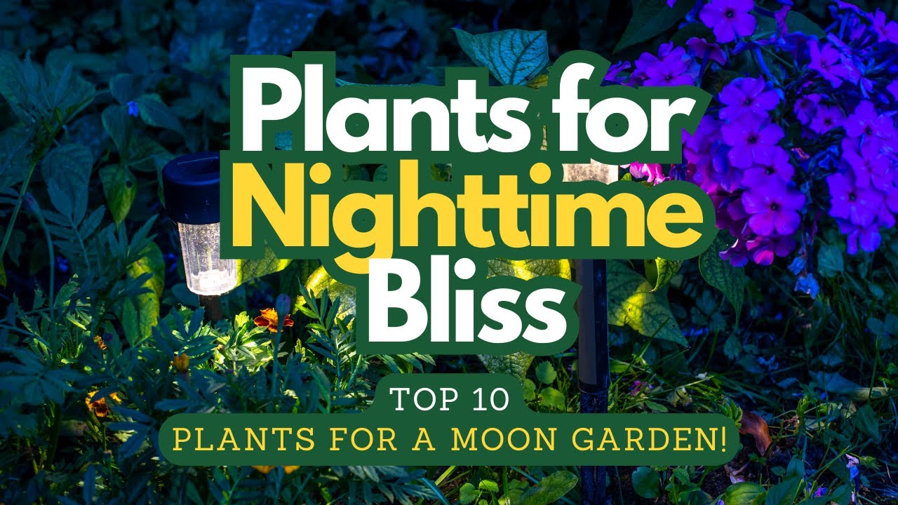 Top 10 Plants for a Magical Moon Garden