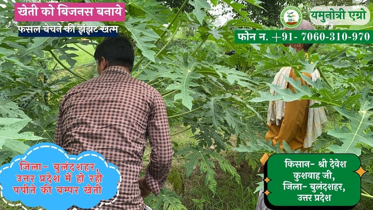 65. किसान श्री- देवेश कुमार कुशवाह जी, जिला बुलंदशहर, उत्तर प्रदेश कर रहे पपीते की बम्पर खेती