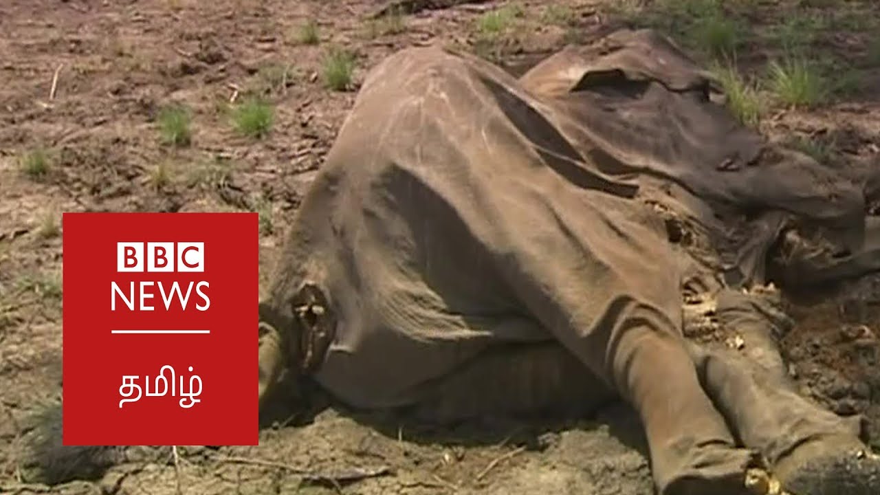 Armed forest guards to save African elephants : BBC Tamil News