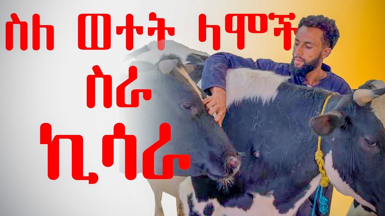 የወተት ላሞች ኪሳራ ሁሉም የማይናገረው ሚስጥር