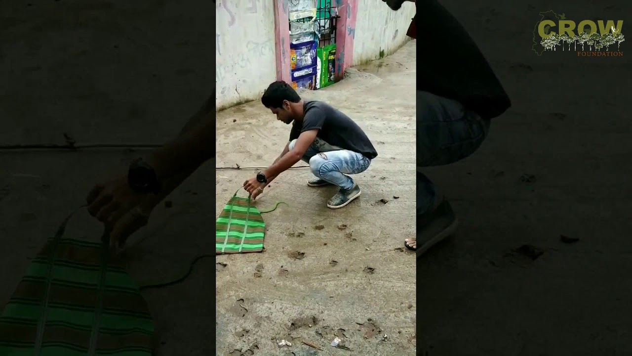 Rescue of Bamboo Pit Viper (Trimeresurus stejnegeri)