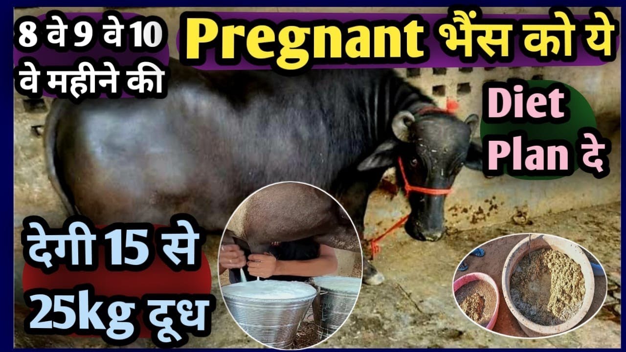 8 वे 9 वे 10 वे महीने की Pregnant भैंस को ये Diet Plan दे|| देगी 15 से 25kg दूध👌👍