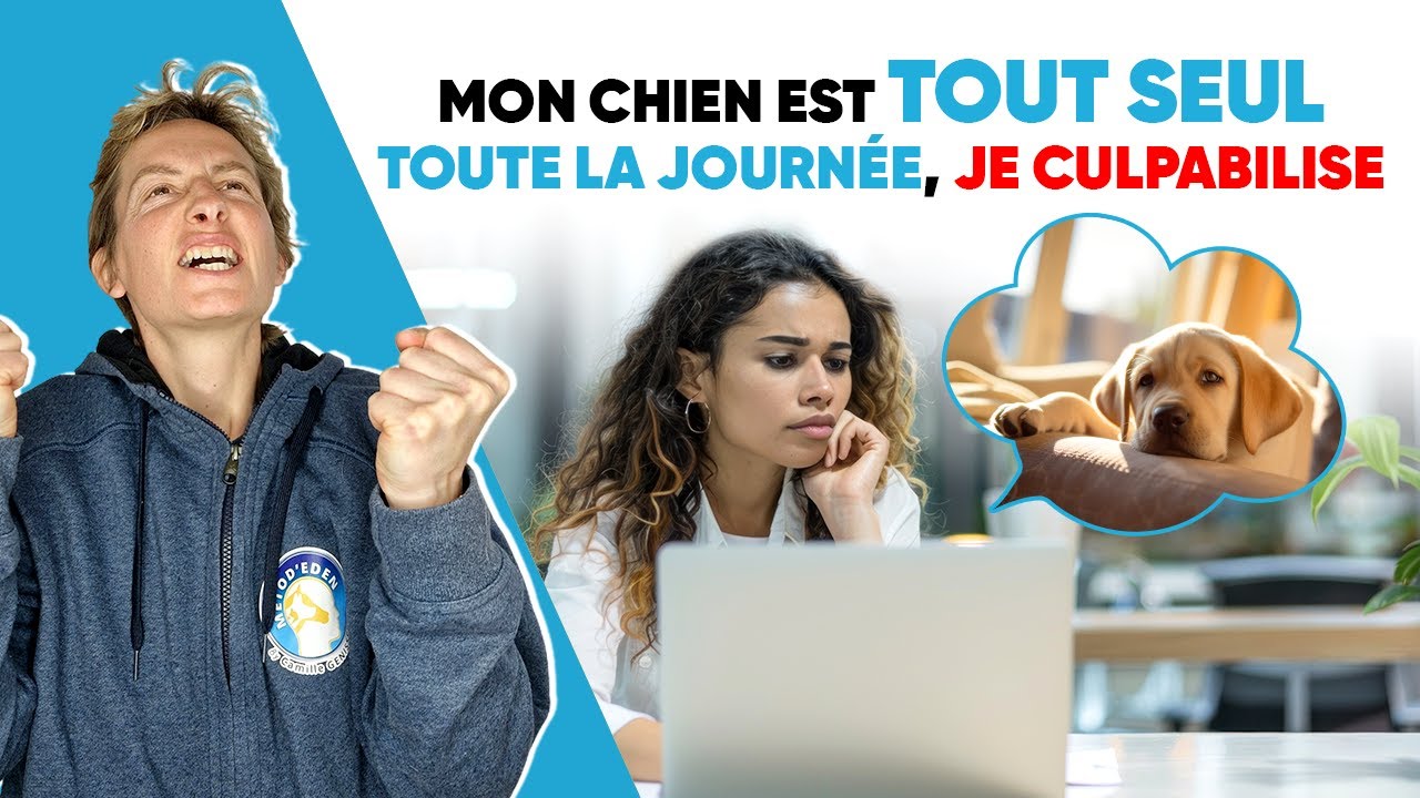 Mon Chien est Tout Seul toute la Journée, Je Culpabilise