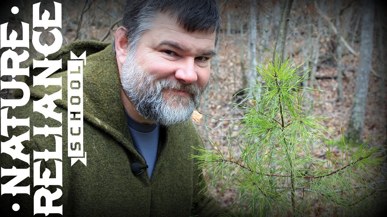 Edible Plants - 3 Great Choices