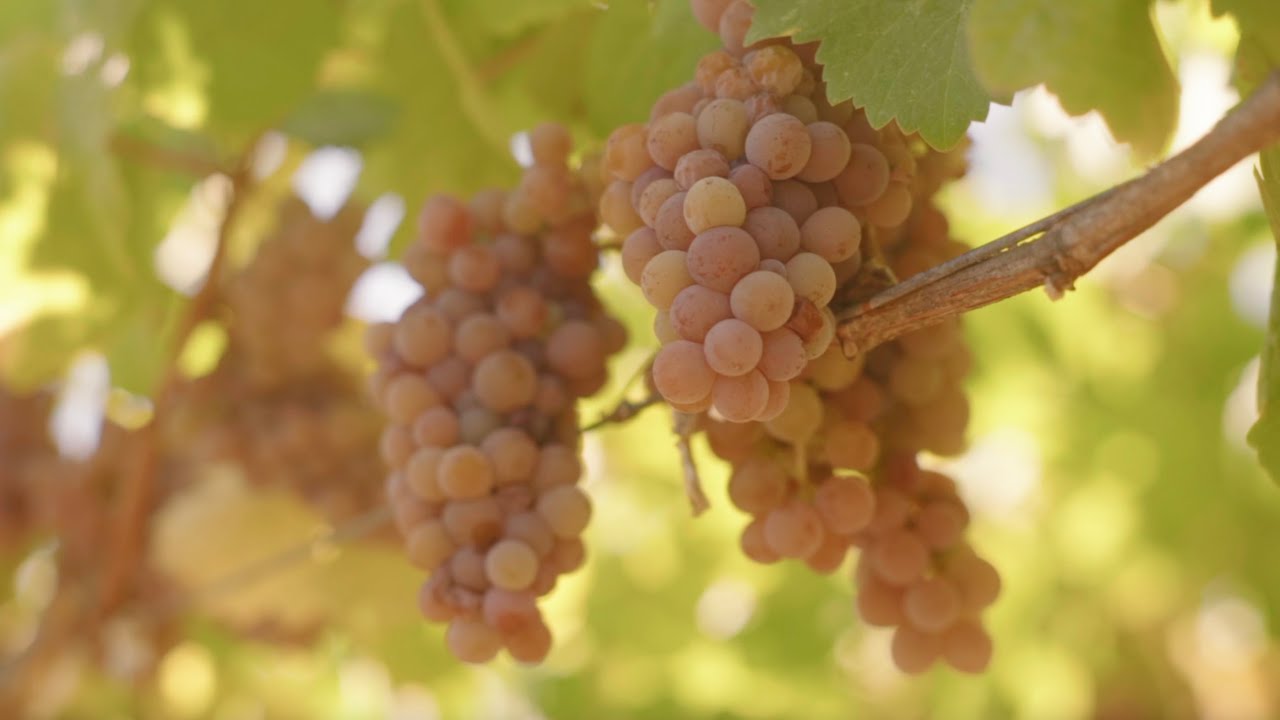 Husch Late Harvest Gewurztraminer