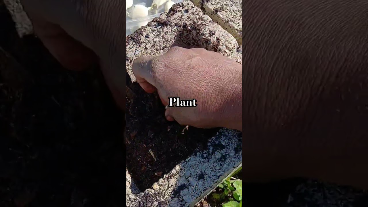 How to grow garlic 
