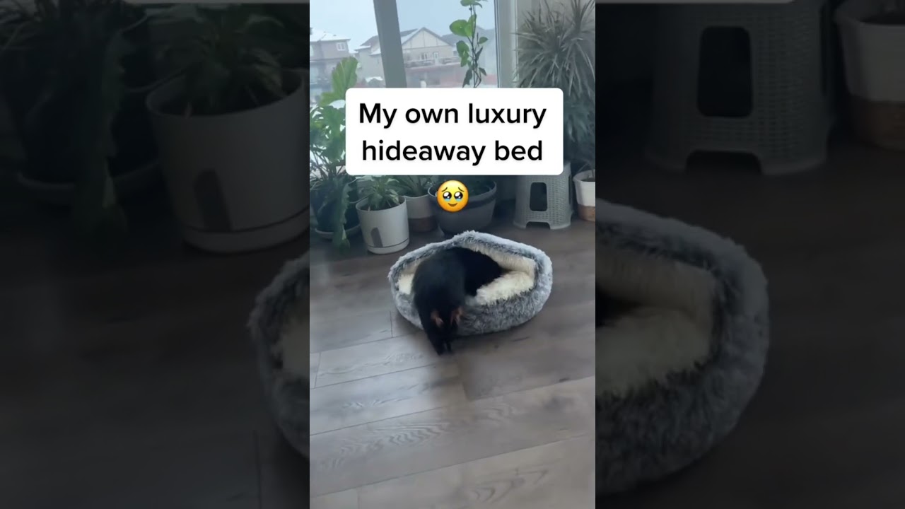 The text says it all! Get one today🎁#dog #petowner #petproduct #cozy #bed #gift #amazonfinds #pet #