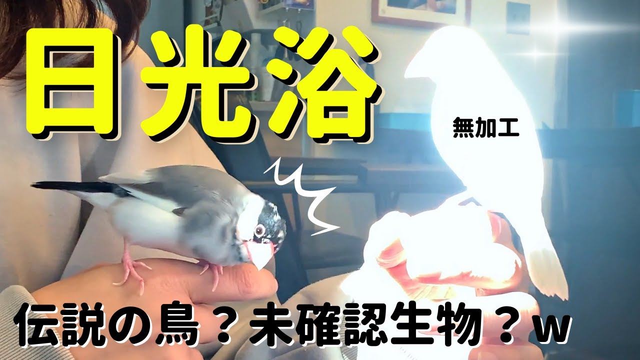 【文鳥の日光浴】これだけは知っておきたい！日光不足の影響と対応策について　Sunbathing of Java sparrow