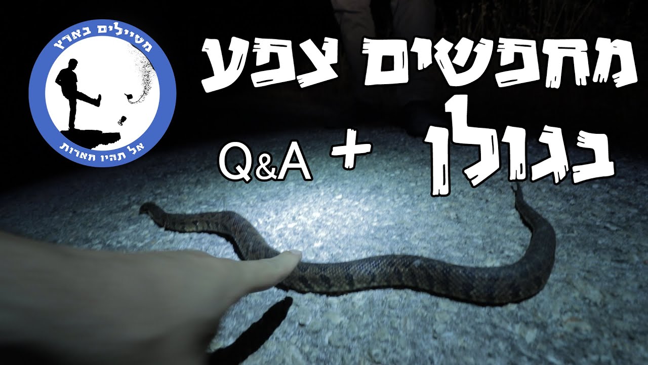 שאלות ותשובות - נחשים