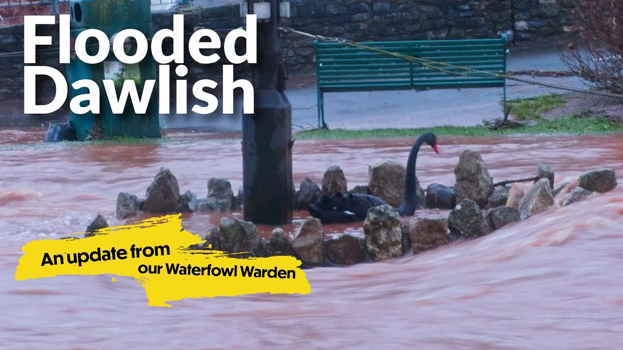 Гнезда черных лебедей смыло водой — новости от организации Dawlish Waterfowl.