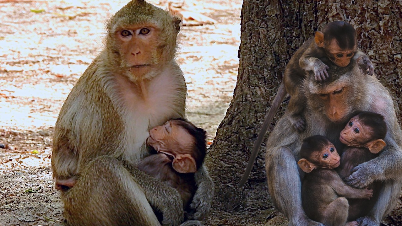 Mother macaque with her babies - monkey mother and baby moment