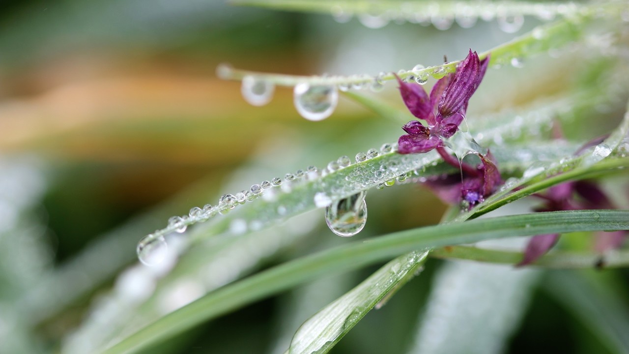 Morning Dew: Harp Music for Relaxation