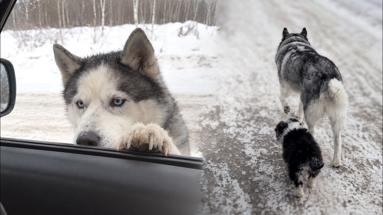 She Begged Passing Cars for Help, Then Walked Away With Her Puppies in Silence