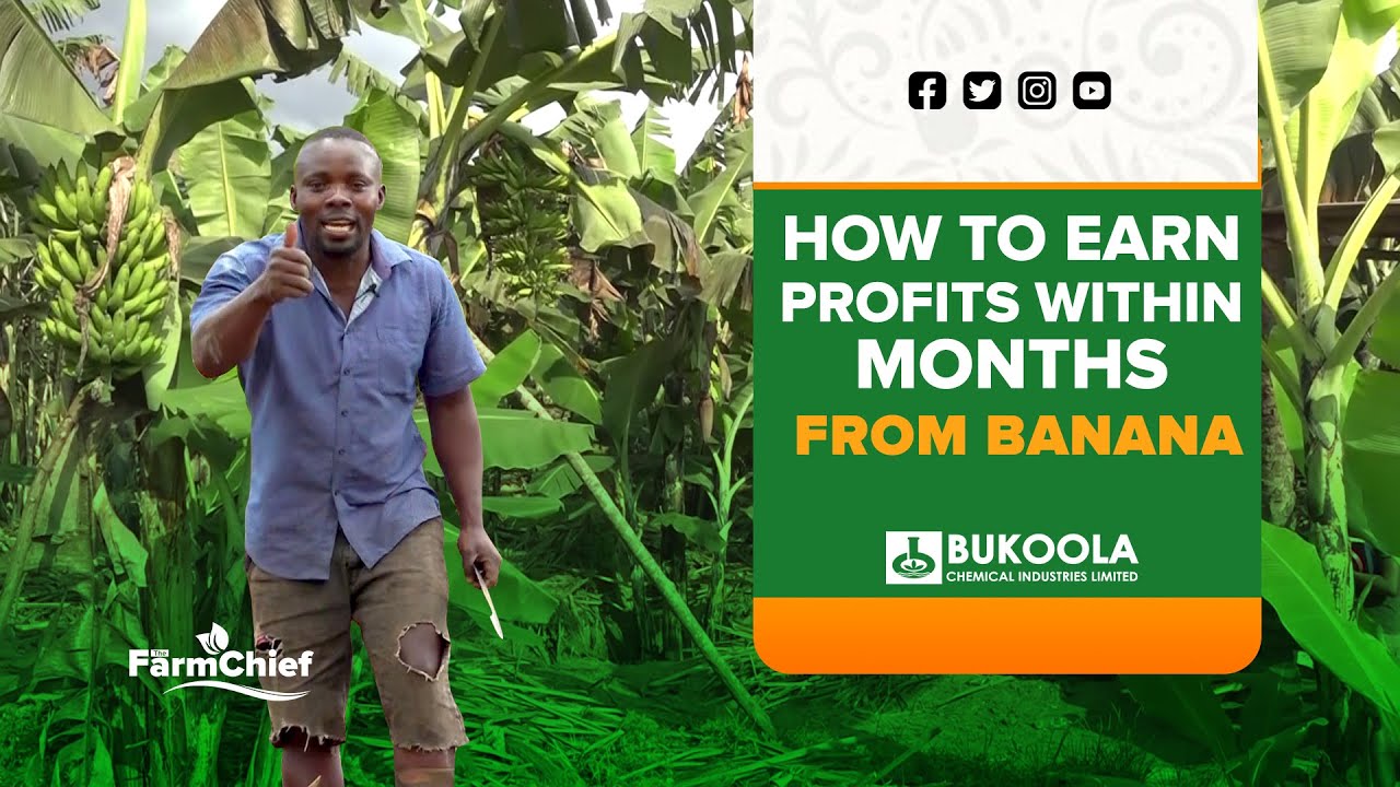 GET RICH FROM BANANA FARMING WITHIN MONTHS