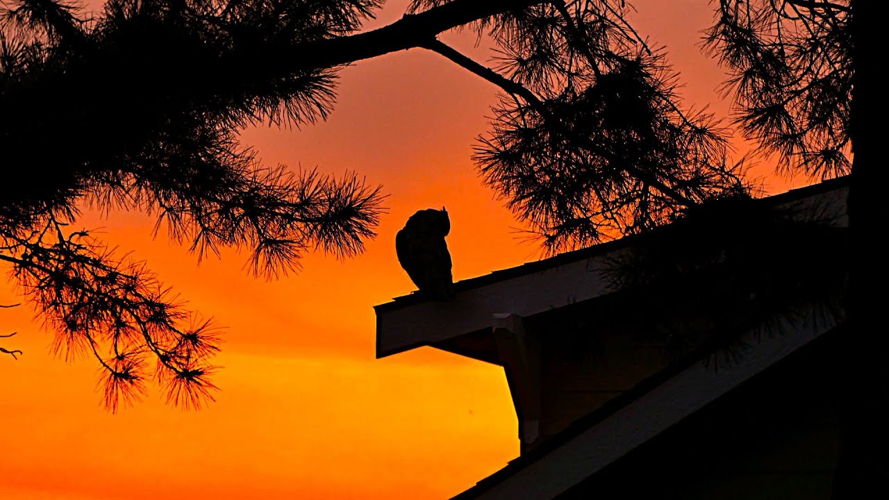 Great Horned Owls Hunting