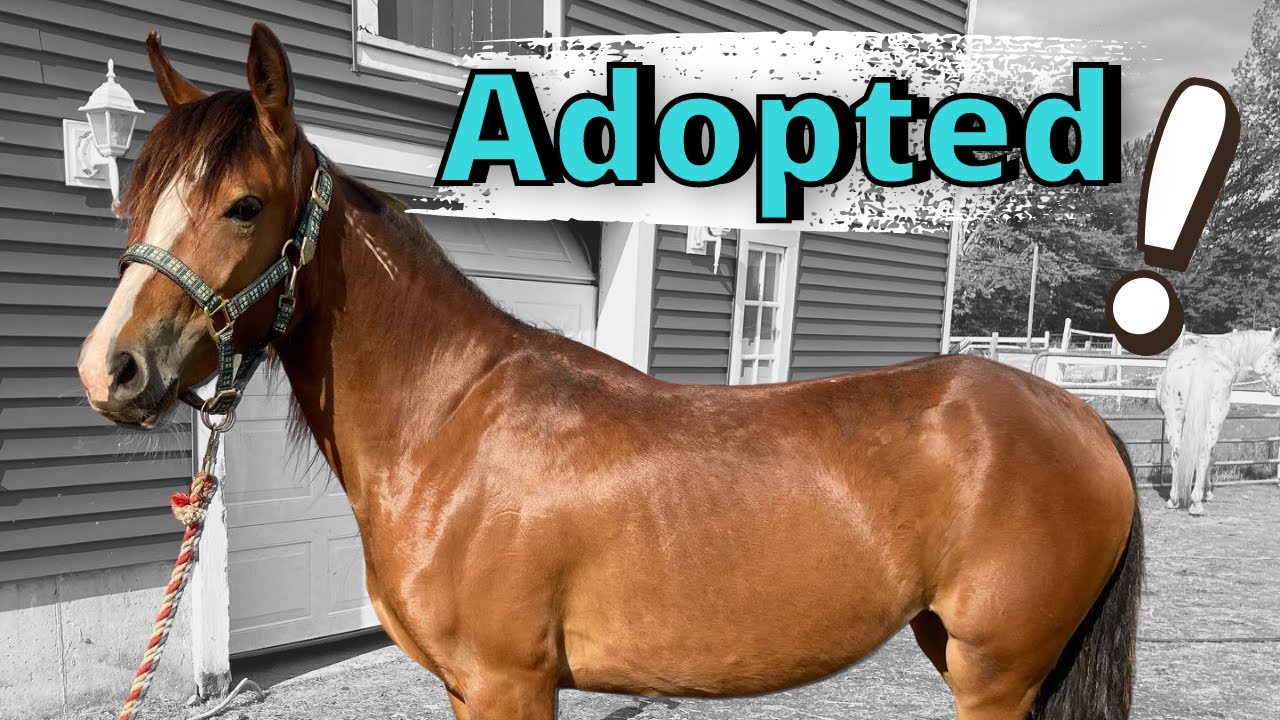Freeda has been adopted!