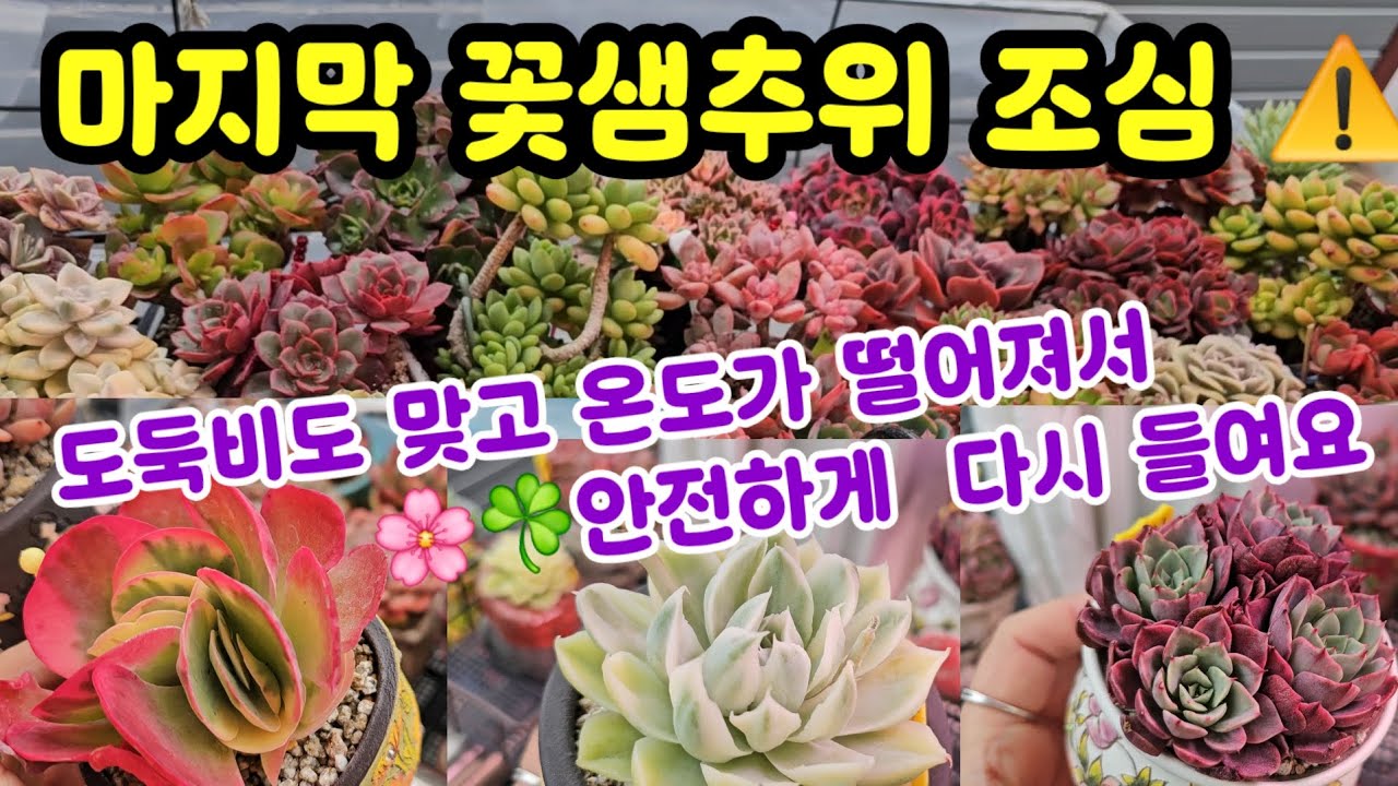 걸이대 다육이 마지막 꽃샘추위 ⚠️🌸연거푸 비도 맞고 온도도 닞아 안전하게 들여요😂