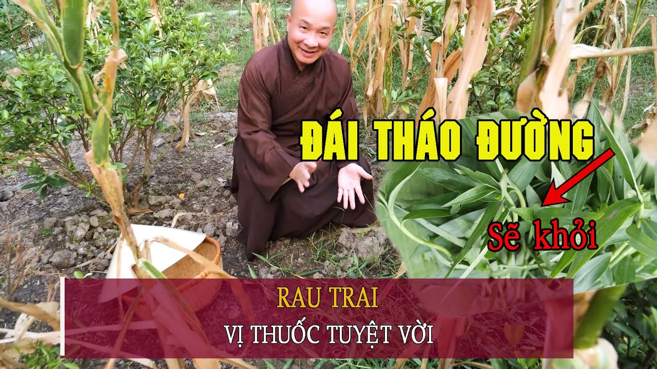 ДИАБЕТ больше не будет с помощью простого лекарства из (rau trai) -Commelina communis