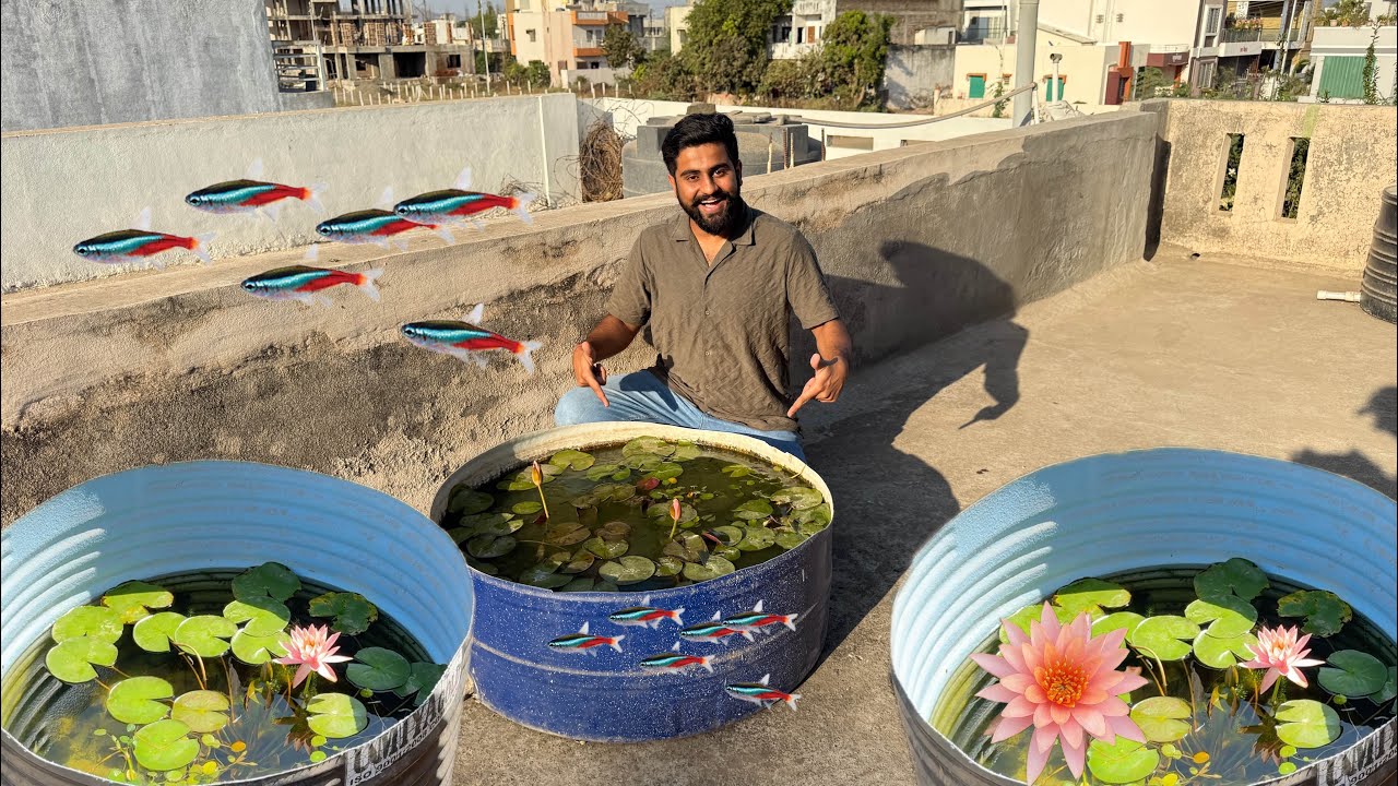 Z Black Guppy Fish Ka Water Change Kiya Aaj 😍