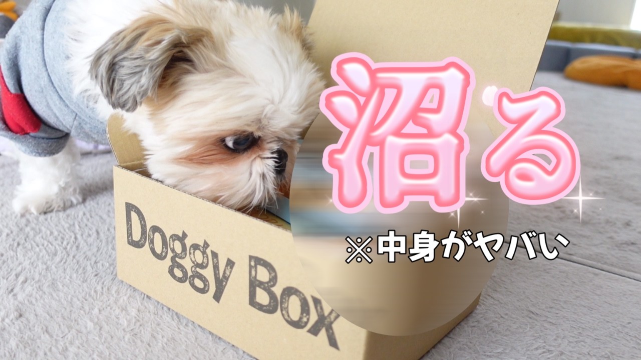 開墾を忘れて「沼」る犬。届いた謎の箱から一生出てきませんwww　DoggyBox３月