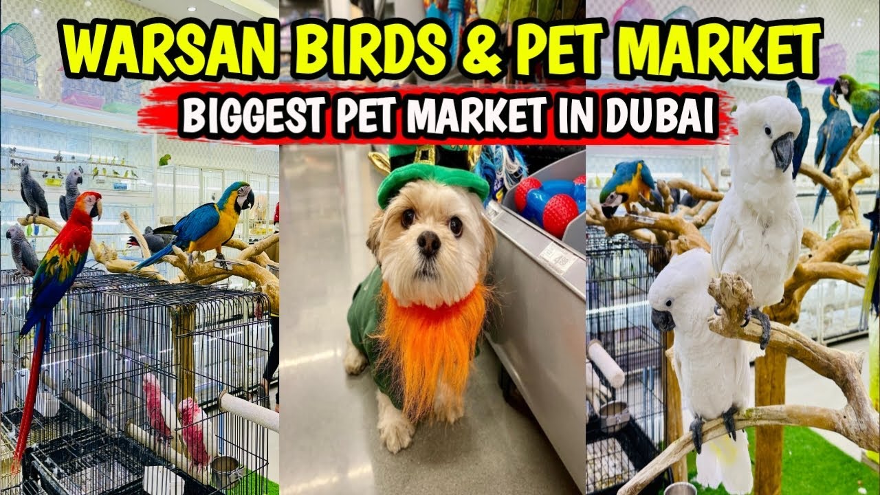 WARSAN BIRDS & PET MARKET | Biggest Pet Market in Dubai 🇦🇪 | 4K @ShakirRazaVlogs
