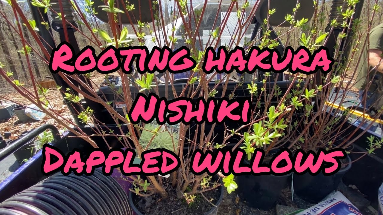 How to propagate Dappled Willows @splendidgarden7b