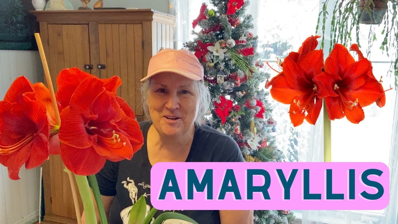 Comment s'occuper de l'amaryllis? - capsule horticole