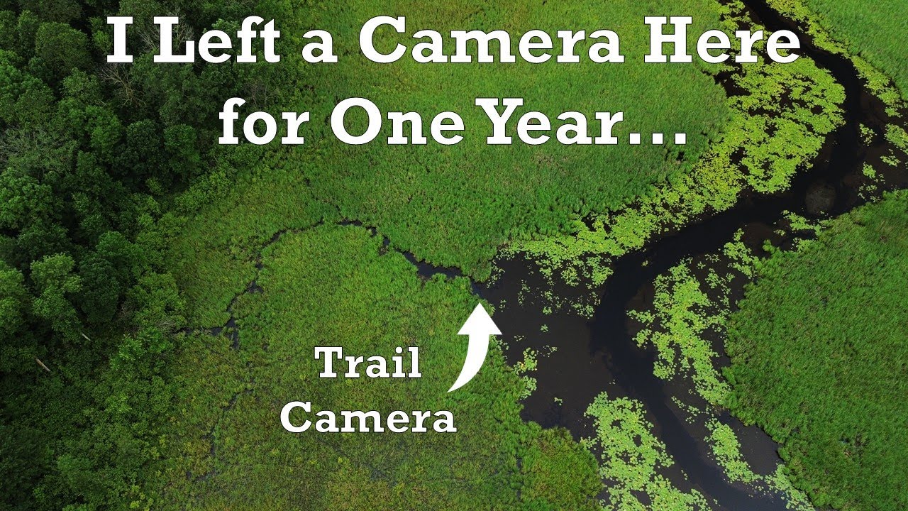 Trail Cam: 1 Year in a Marsh
