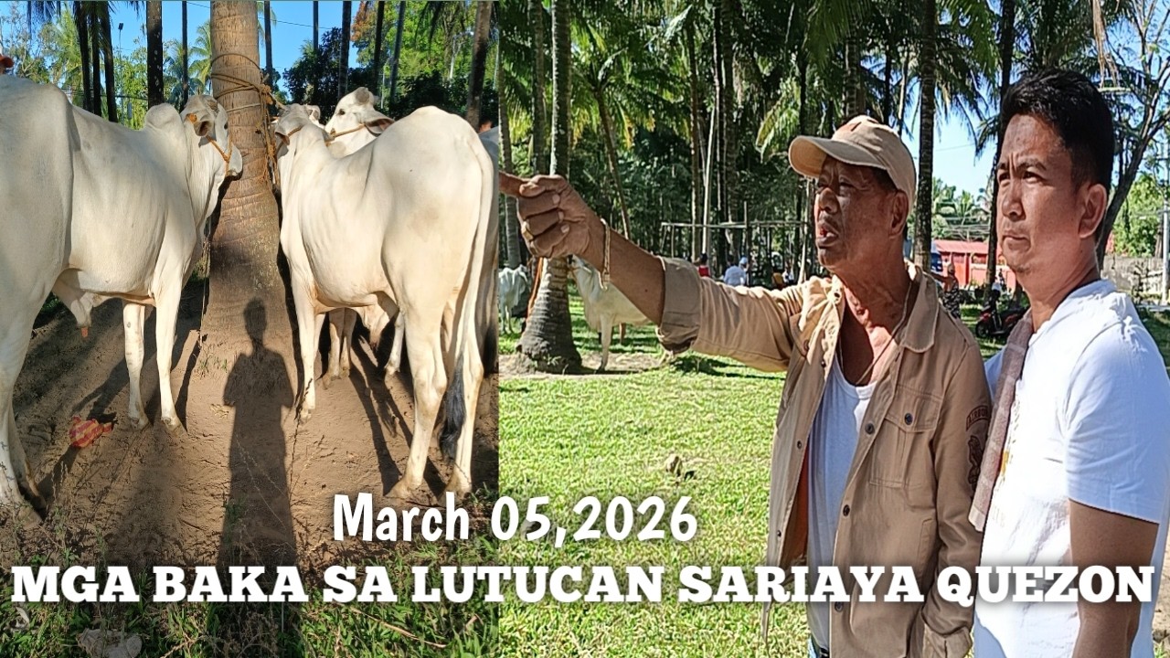 Presyo at tawaran ng Baka sa Lutucan Sariaya Quezon!