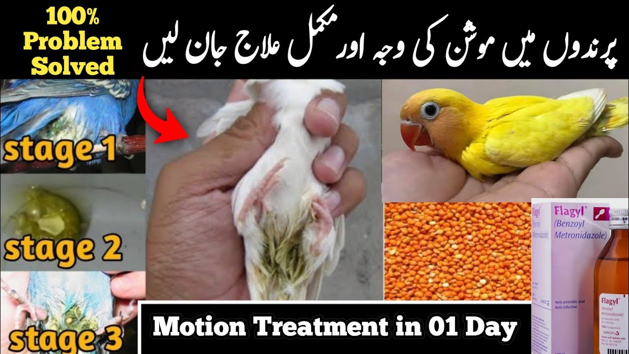 Birds motion treatment I parrot loose motion treatment and medicine | birds ko loose motion ka ilaj