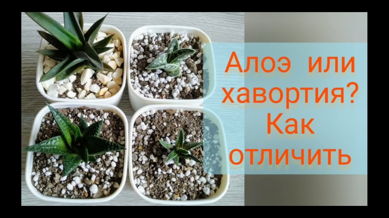 Как отличить хавортию от алоэ?