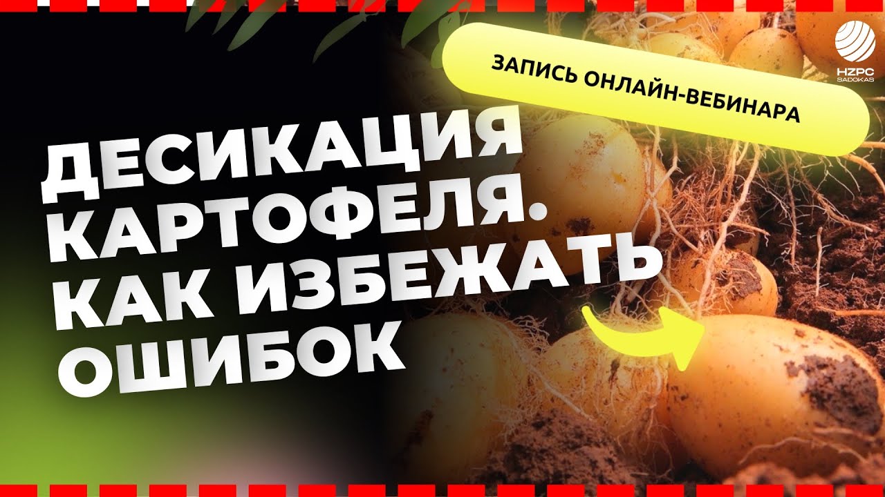Десикация картофеля. Как избежать ошибок?