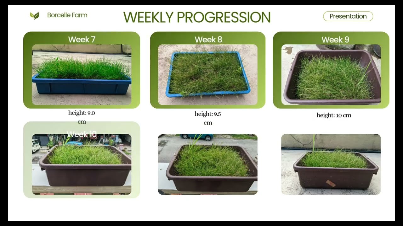 PMG614: Golf maintenance Individual Assignment Video