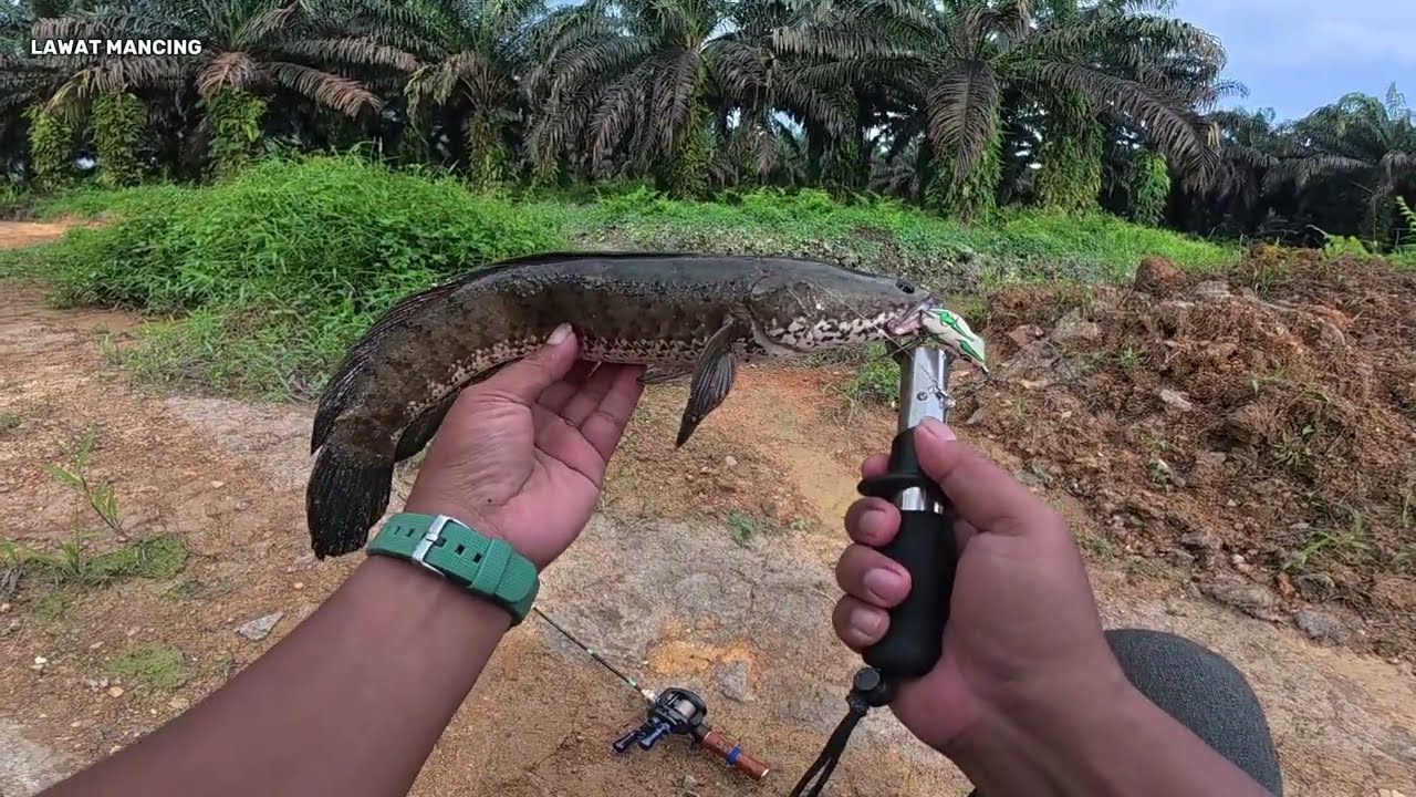 HENTAKAN MAUT ETIKA MANCING GABUS.‼️ Sekali sentak langsung maut.🎣😱