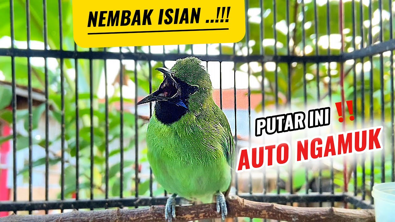 PANCINGAN CUCAK IJO MINI GACOR AMPUH MANCING EMOSI JOMIN BAHAN