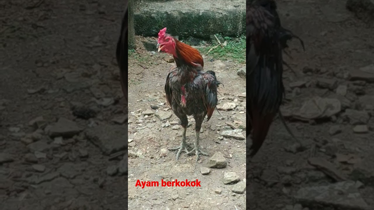 Suara ayam berkokok #suara #ayam #shorts