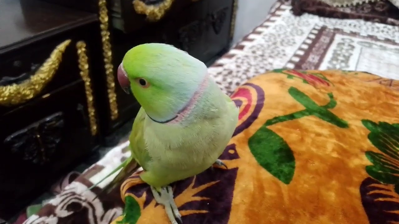 Parrot 🐦 sitting on bedroom 